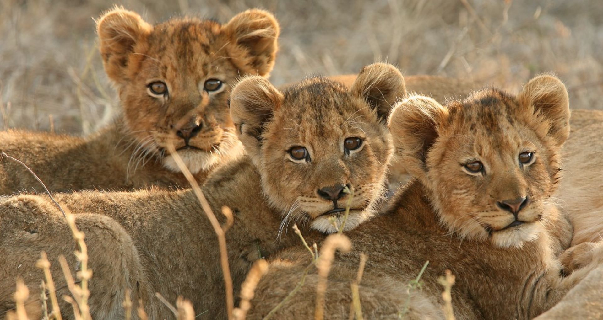 The Lion King How To Protectthepride